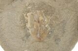 Fossil Crab (Macroacaena) Nodule Pos/Neg - Washington #189426-1